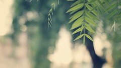 Macro leaves nature Trees vintage