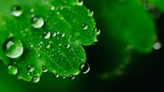 Macro leaves nature water