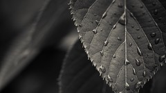 Macro leaves nature water drops