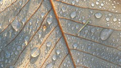 Macro leaves nature water drops