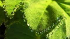 Macro leaves nature water drops