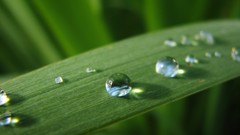 Macro leaves nature water drops