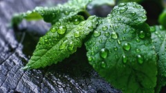 Macro leaves nature water drops