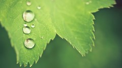Macro leaves nature water drops