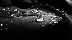 Macro leaves nature water drops black and white close-up