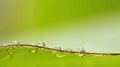 Macro leaves nature water Green