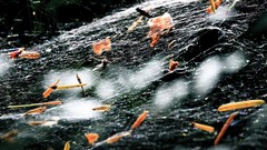 Macro leaves nature web spiders