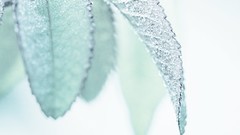 Macro leaves nature white close-up