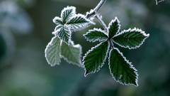 Macro leaves nature winter frost depth of field