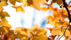 Macro leaves nature yellow autumn focused