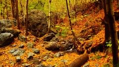 Macro leaves nature yellow autumn Green orange Photographers 