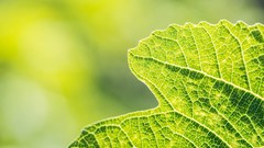Macro leaves Plants