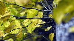 Macro leaves Plants depth of field