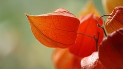 Macro leaves Plants physalis fruits