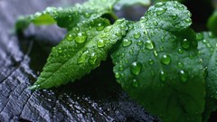 Macro leaves Plants water drops