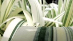 Macro leaves reflections water drops