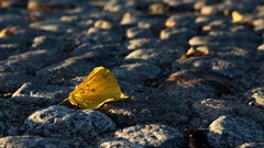 Macro leaves rocks fallen leaves