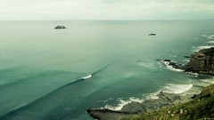 Macro leaves Sea nature grass New Zealand cliffs