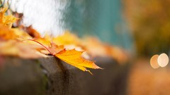 Macro leaves seasons autumn