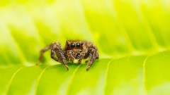 Macro leaves spiders insects