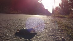 Macro leaves sun streets uruguay