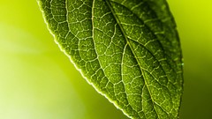 Macro leaves Textures nature close-up