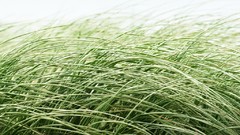 Macro leaves Textures nature grass flora