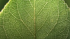 Macro leaves Textures nature Green flora