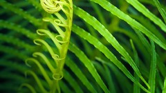 Macro leaves Textures nature Green flora