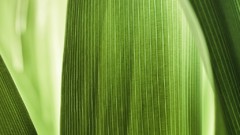 Macro leaves Textures nature Green flora
