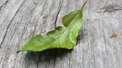 Macro leaves Textures nature Wood Finland forests deviantart