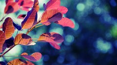 Macro leaves Trees autumn fortress leaf