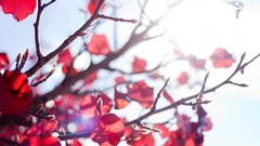 Macro leaves Trees branches