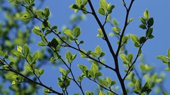 Macro leaves Trees branches
