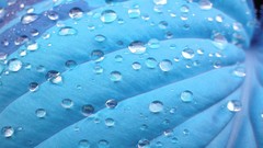 Macro leaves water blue