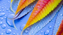 Macro leaves water close-up colors water drops multicolor