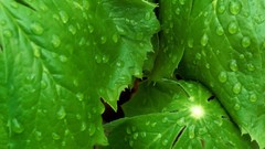 Macro leaves water drops