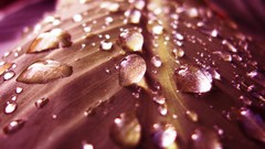 Macro leaves water drops