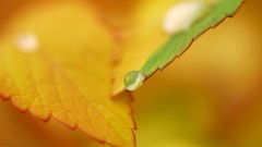 Macro leaves water drops