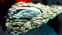 Macro leaves water drops