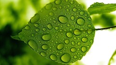 Macro leaves water drops