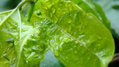 Macro leaves water drops