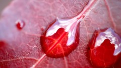 Macro leaves water drops