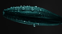 Macro leaves water drops