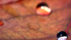 Macro leaves water drops