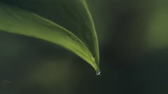 Macro leaves water drops blurred background