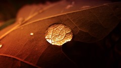 Macro leaves water drops depth of field