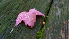 macro leaves water drops fallen leaves