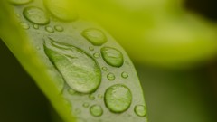 Macro leaves water drops flora