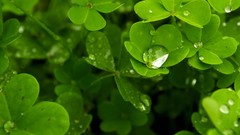 Macro leaves water Green shamrock water drops